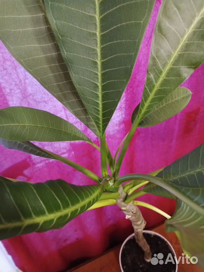 Плюмерия(Цветок Франжипани)