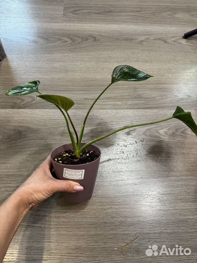 Продам комнатные растения