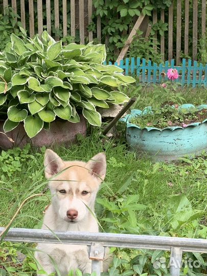 Щенки сибирской хаски