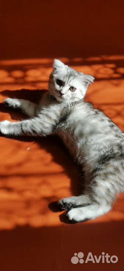 Шатланская кошка