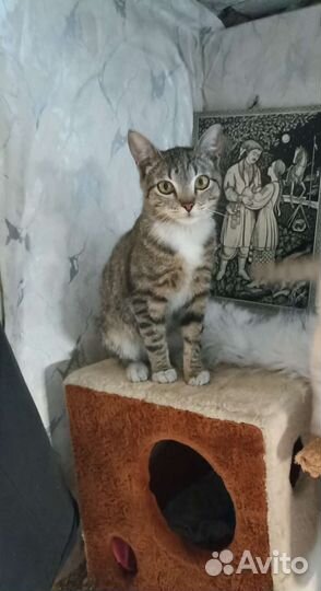 Котик молоденький