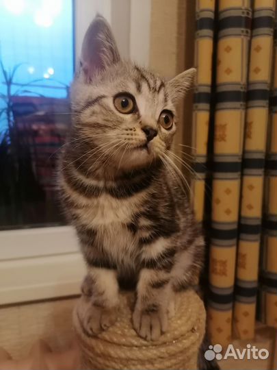 Шотландские котята