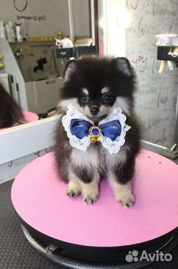 Щенки шпица