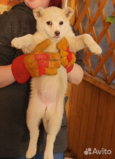 Щенок в добрые руки