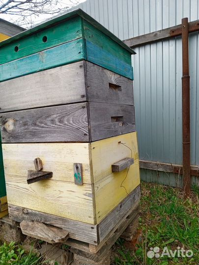 Сушь пчелиная