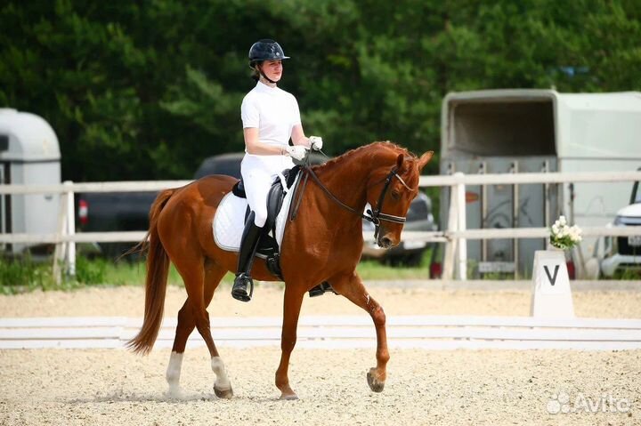 Выездковый мерин