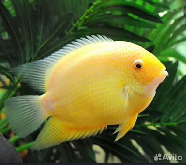 Продам северумов