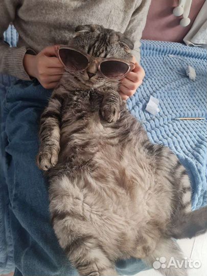 Случка кошки
