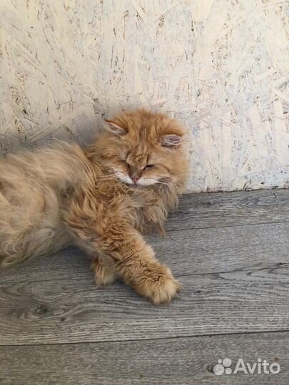 Британская кошка