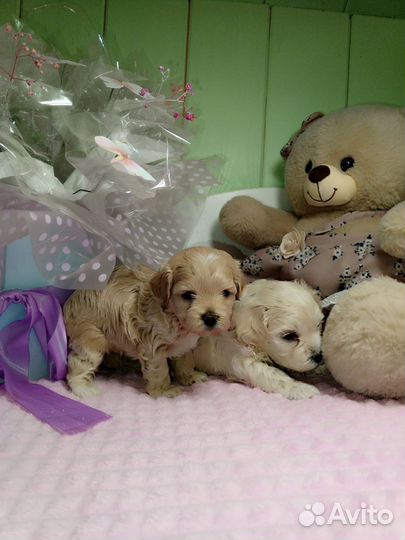 Мальтипу f 1 беби фэйс девочки