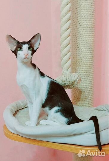 Ориентальная кошка