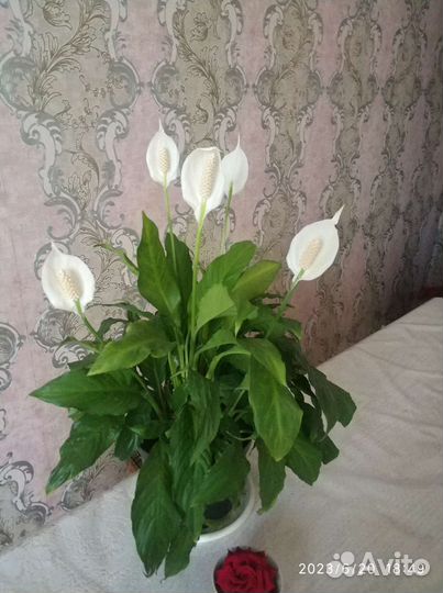 Спатифиллум