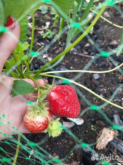 Рассада клубники азия и фестивальная