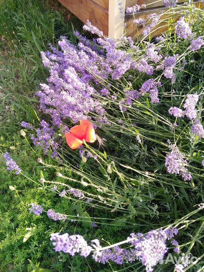 Букет лаванды, сашеты с лавандой