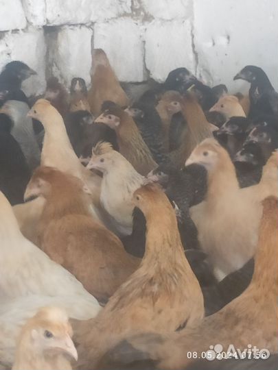 Куры несушки