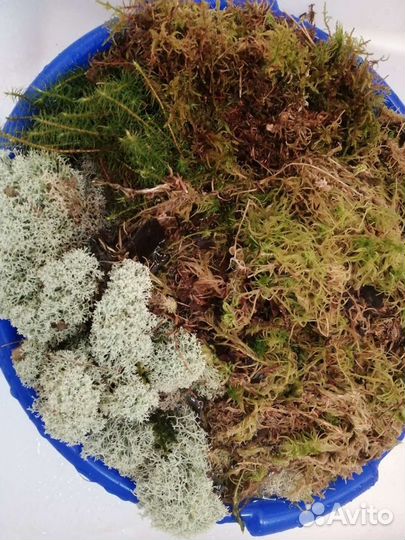 Мох сфагнум, боровой