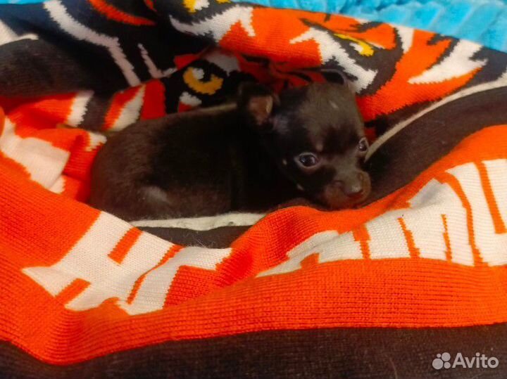 Щенки тойчики