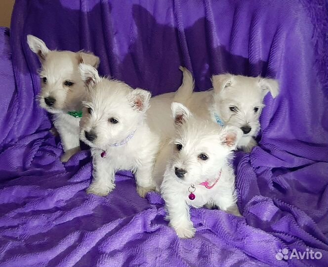 Щенок вестхайленд