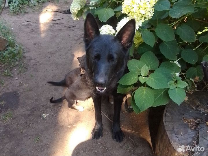 Отдам в добрые руки