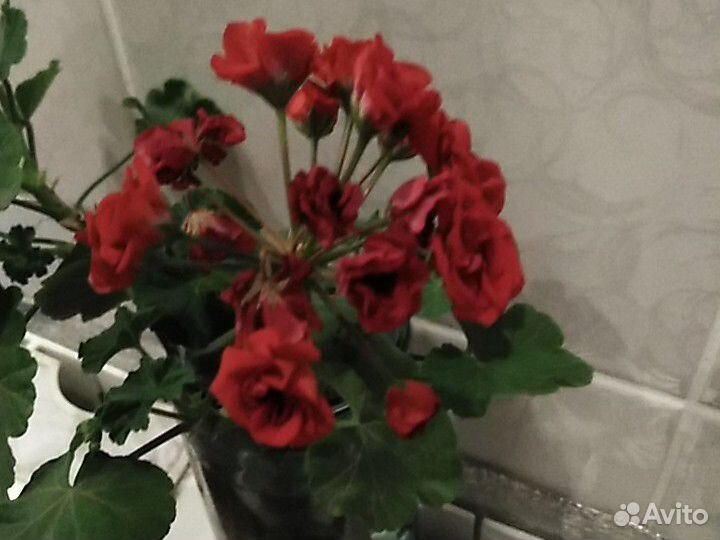 Герань цветет розочкой