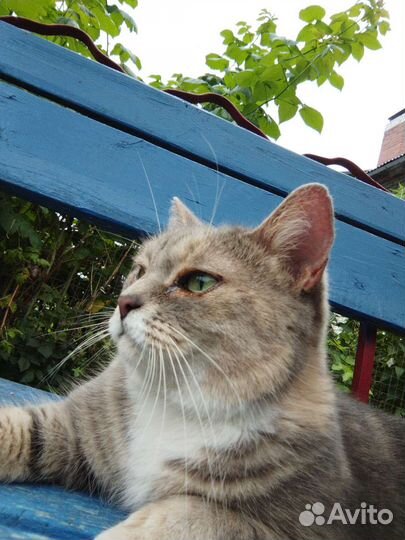 Кошка в дар