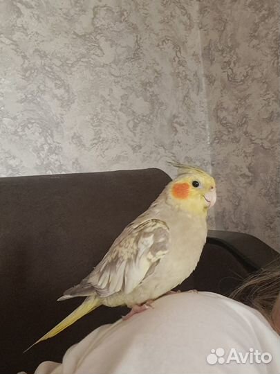 Попугай корелла