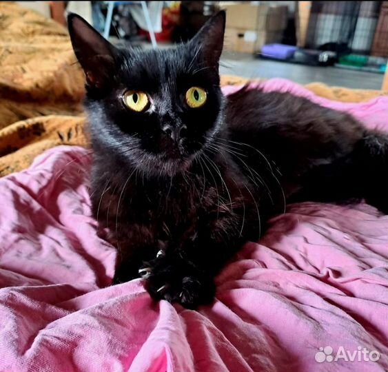 Кошка бесплатно