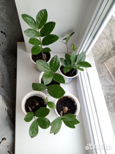 Замиокулькас молодой комнатное растение