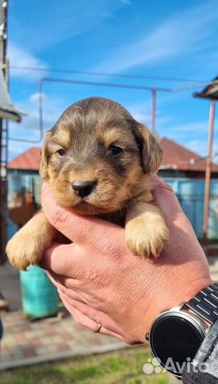 Щенки в добрые руки