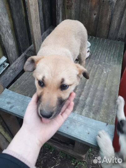 Щенок в добрые руки