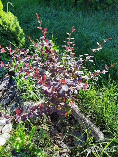 Барбарис куст