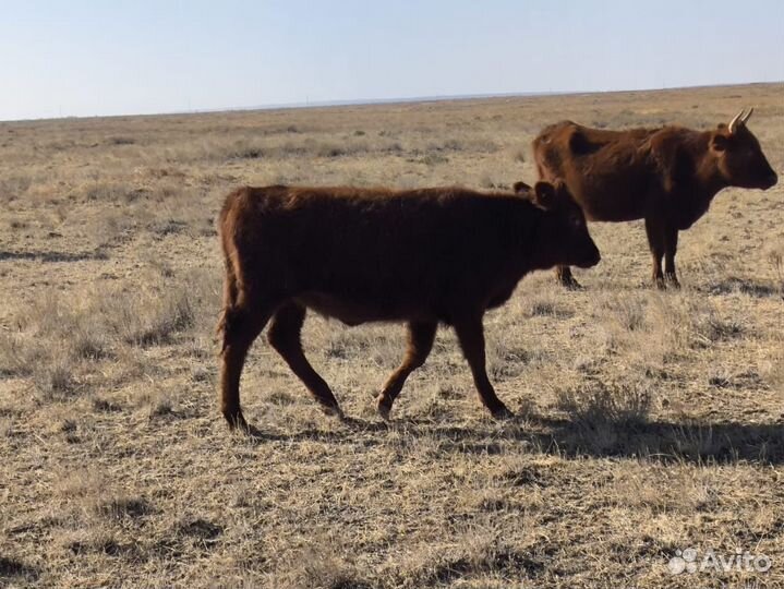 Бычки и телята