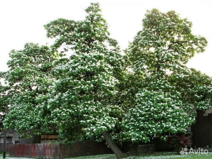 Катальпа Овата