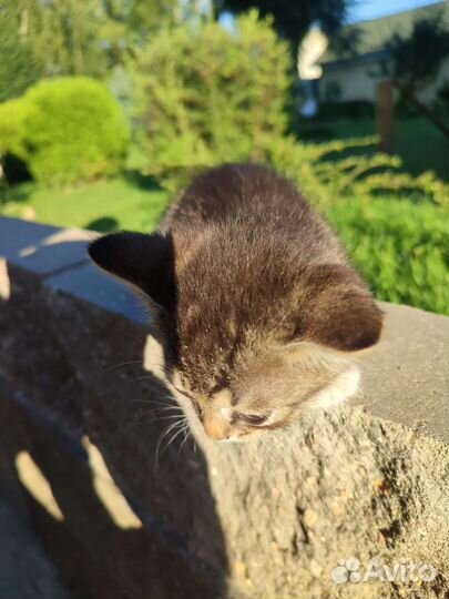 Шотландская дворовая кошка