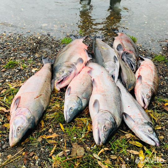 Рыбалка на Камчатке