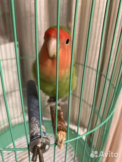 Попугай неразлучник девочка
