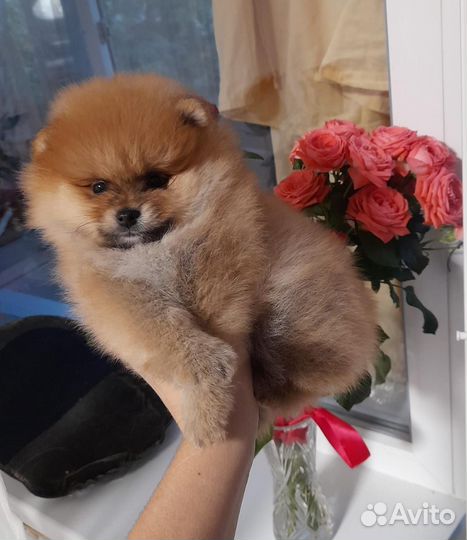 Вязка померанский шпиц