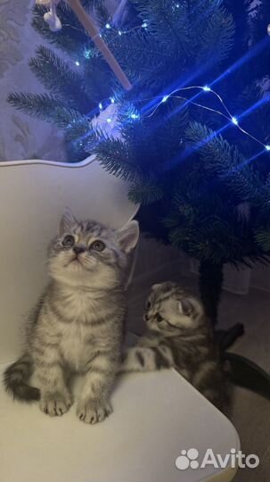 Шотландские котята