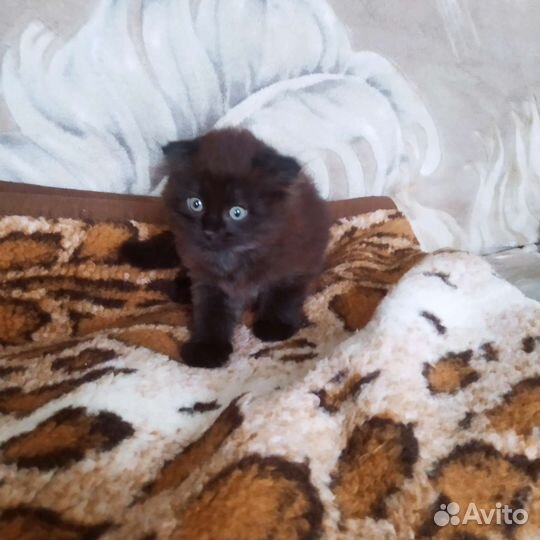 Котик шотландец