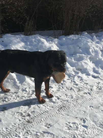 Щенки ротвейлера