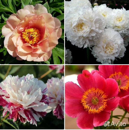 Пионы и садовые растения