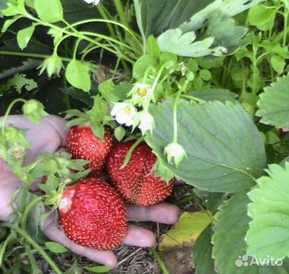 Клубника сортовая рассада