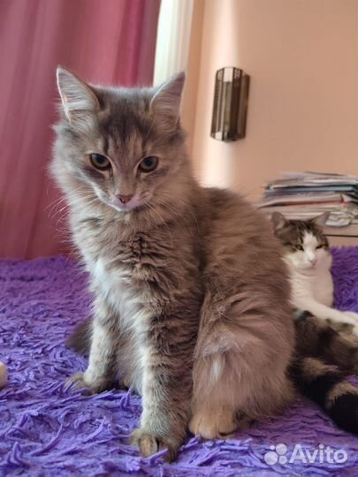Кошечка, возраст около года, в добрые руки