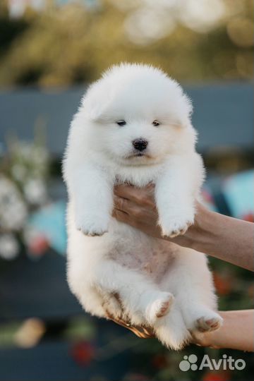 Щенки самоеды