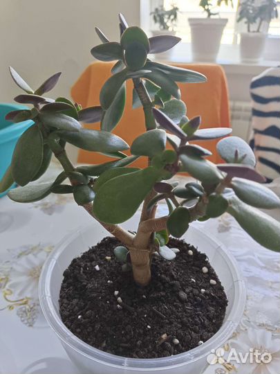 Толстянка,денежное дерево