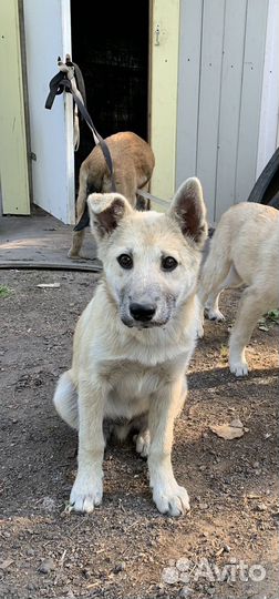 Щенок-метис лайки, 3,5 месяца