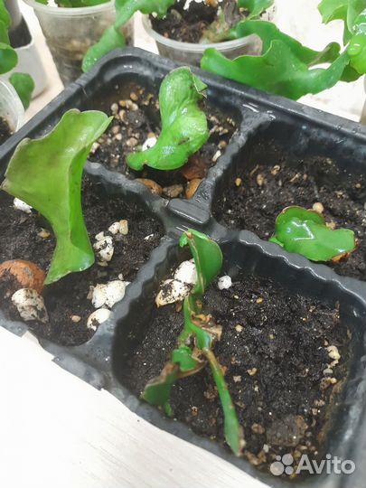 Комнатные растения