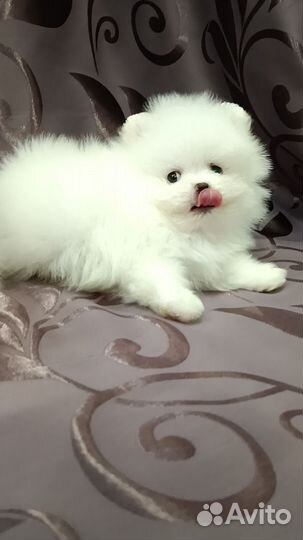 Померанский шпиц мини белый