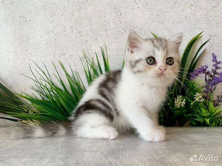 Британская кошечка