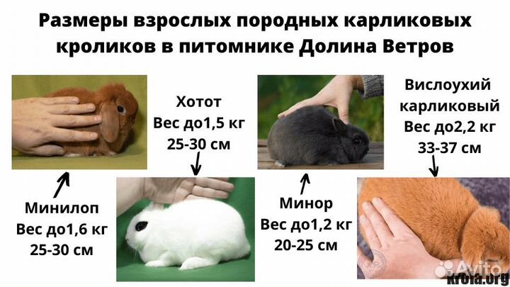 Карликовые кролики обычные и барашки видео